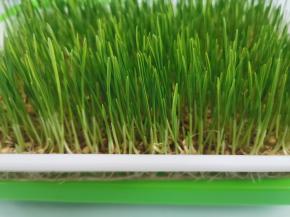 麦芽长到4 5厘米的时候就可以了