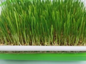 麦芽长到4 5厘米的时候就可以了