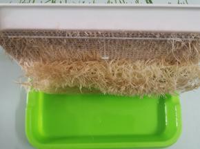 用刀将根部切掉