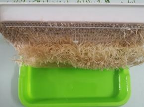 用刀将根部切掉