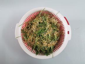 洗净滤干水分备用