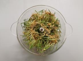 放入料理机中打碎,没有料理机也可以用刀剁碎，越啐越好