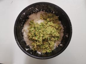 待糯米饭温度降到大概约为60度左右时可以加入搅好的麦芽