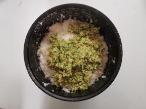 待糯米饭温度降到大概约为60度左右时可以加入搅好的麦芽