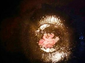 锅中倒入植物油开小火，油温七成热放入猪肉炒至变色。