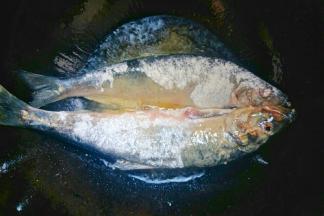 锅中倒入植物油，把鱼放入煎至两面金黄。