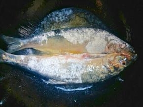 锅中倒入植物油，把鱼放入煎至两面金黄。