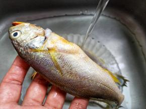 小梅鱼挂去鱼鳞再去除内脏清洗干净。