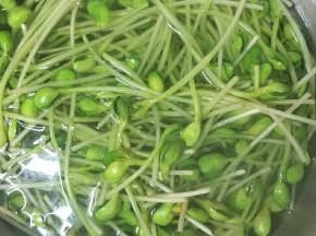把绿豆瓣加一点点盐用热开水烫一下过冷水待用。