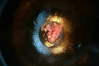 锅中倒入植物油开小火，油温七成热放入猪肉炒熟。