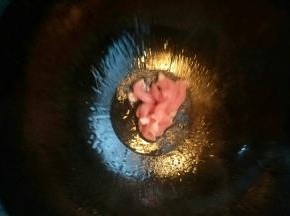 锅中倒入植物油开小火，油温七成热放入猪肉炒熟。