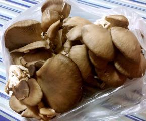 超市买回来的平菇准备换个花样尝试一下