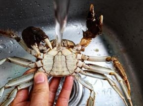 将牙刷或厨房专用刷清洗蟹壳、肚脐、嘴部。