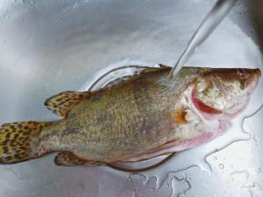 桂鱼清洗去表面的粘液，鱼肚里的黑膜也得去除干净。