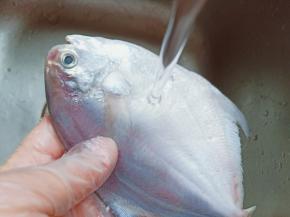 用清水洗去鲳鱼表面的鱼鳞。