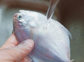 用清水洗去鲳鱼表面的鱼鳞。