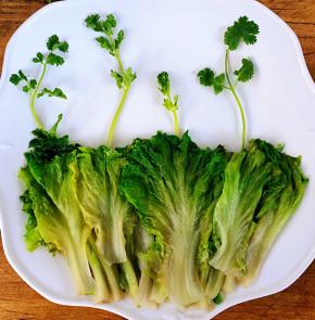 香菜摆在生菜的上面