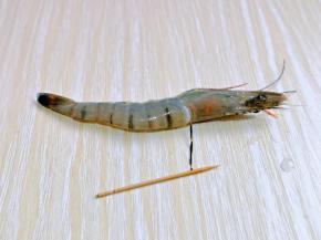 黑虎虾借助牙签将虾线调出，从图中虾线出来的那个位置最佳。