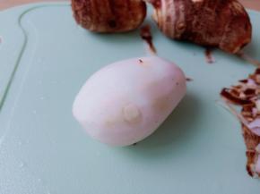 毛芋带手套削皮。