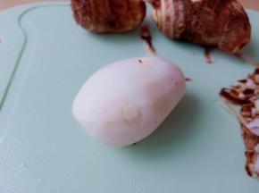 毛芋带手套削皮。