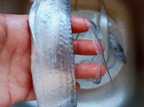 带鱼剪去鱼稽。