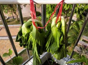 挂在有太阳的地方晒到发黄脱水。