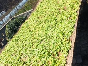 放在阳光下进行晾晒！中途翻动几下！