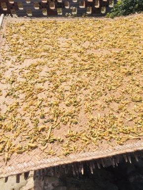 晒至六七分干就可以了！大约需要三天的时间！