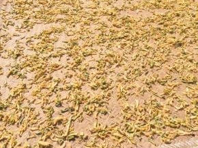 晒至六七分干就可以了！大约需要三天的时间！