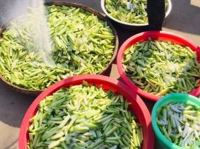 切好的萝卜条撒适量的盐，充分揉搓均匀！