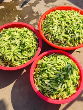 揉搓好的萝卜条腌制三天左右！