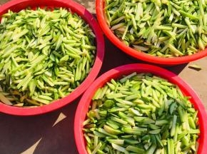 揉搓好的萝卜条腌制三天左右！