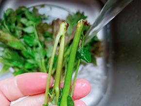 M择去香椿的老根。