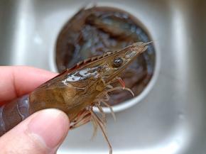 左手捏着对虾的虾头。