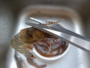 右手拿剪刀剪去虾枪与虾线。