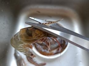 右手拿剪刀剪去虾枪与虾线。