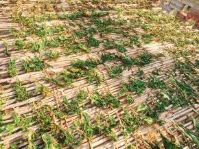 现在天气好，阳光充足，再加上不时的刮风，晒三天左右，菜苔就已经晒干了！