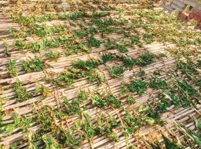 现在天气好，阳光充足，再加上不时的刮风，晒三天左右，菜苔就已经晒干了！