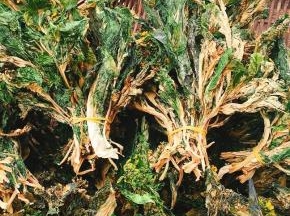 整理好的菜干找一个大一点儿的方便袋装起来，密封紧，以免回潮！吃的时候提前泡软，即可拿来炒着吃了！