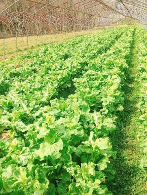 这是我婆婆家的菜园，里面的菜苔长势喜人！