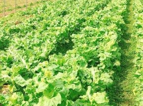 这是我婆婆家的菜园，里面的菜苔长势喜人！