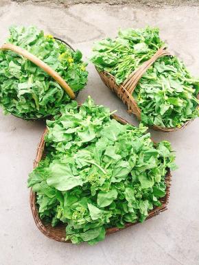 半个小时不到就采了满满三大框白菜苔！