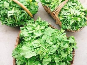 半个小时不到就采了满满三大框白菜苔！