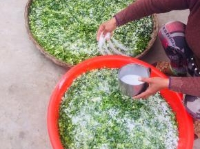 均匀的撒上适量的盐！（盐的量比正常炒菜的量多一点点就可以了！太咸了发苦，不好吃，太淡了容易腐烂！你可以撒盐揉好了尝一下味道再适量调整盐的用量！）