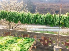 腊菜清洗干净，在阳光下晾晒！（晒之前最好看一下天气预报，看看一周内有没有雨哦！）