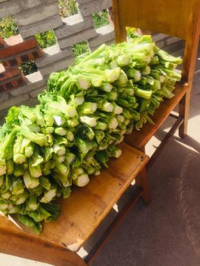 把晾晒过程中出现的黄色叶子摘下来不要，再把根部晒得干吧的那一点儿也切除不要！