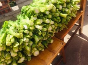 把晾晒过程中出现的黄色叶子摘下来不要，再把根部晒得干吧的那一点儿也切除不要！