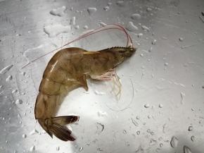 然后用牙签在虾的第二节穿入，取出虾线