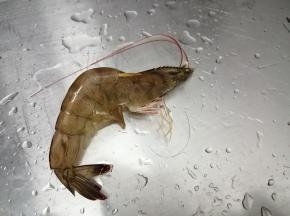 然后用牙签在虾的第二节穿入，取出虾线