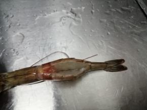 用刀再虾的背部切开